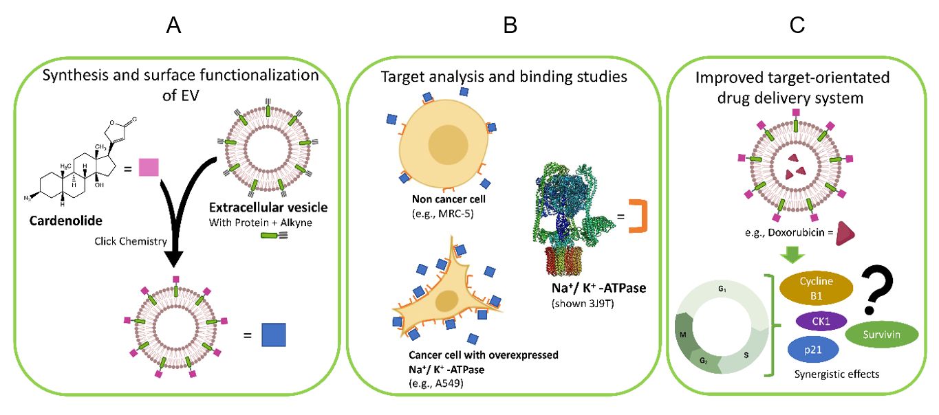 Konzeptionelle Cartoons zum Projekt “Developing a new target-orientated drug delivery system based on a cardenolide derivate linked to a modified cell-derived extracellular-vesicle (EV)”. A. Herzglykoside werden an geeignete Oberflächen von Vesikeln gekoppelt. B. Als Haupttarget für das „Proof of Concept“ dient die Na+/K+ATPase, dem molekularen Wirkort der Herzglykoside. C. Weitere Prüfung des Systems für zielgerichteten Wirkstofftransport und -freisetzung.